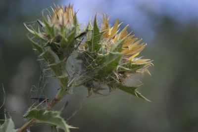 Close-up of flower buds