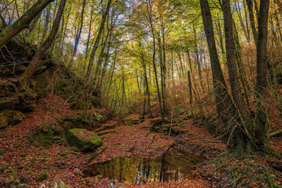 Trees in forest during autumn