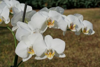Close-up of white flower