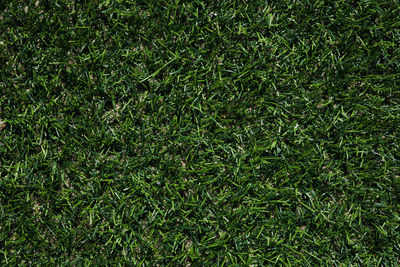 Full frame shot of grass on field