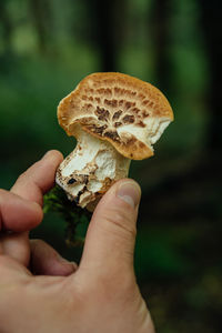 Closeup of a man's hand holding s young dryad's saddle mushroom in the forest.
