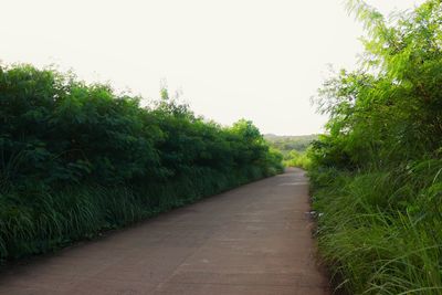 Footpath amidst trees against clear sky