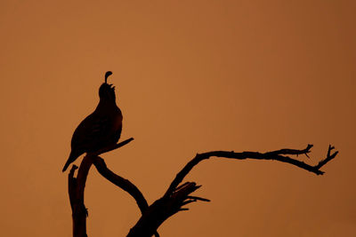 Close-up of silhouette bird perching on branch against sunset sky