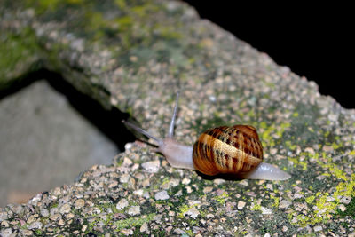 Close-up of snail