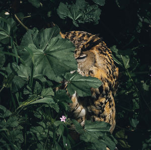 Butterfly on a plant