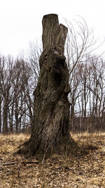 Bare tree on field against sky