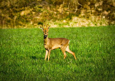 Side view of deer running on grass