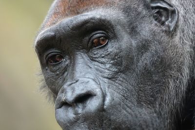 Close-up portrait of horse