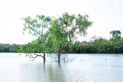 Scenic view of lake against clear sky