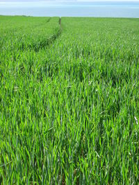 Crops growing on field