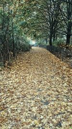 Road passing through forest