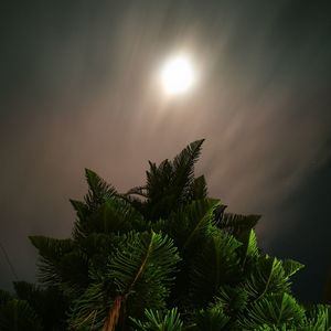 Low angle view of plants against sky