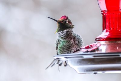Close-up of bird perching on feeder