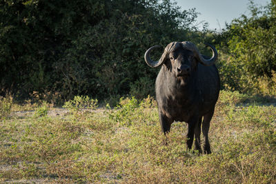 Portrait of cape buffalo standing in grassy field