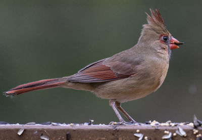 Close-up of bird perching