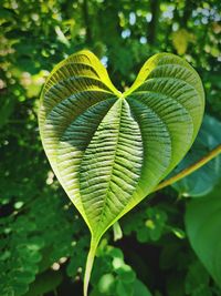 Close-up of green leaves