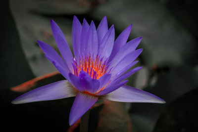 Close-up of purple water lily