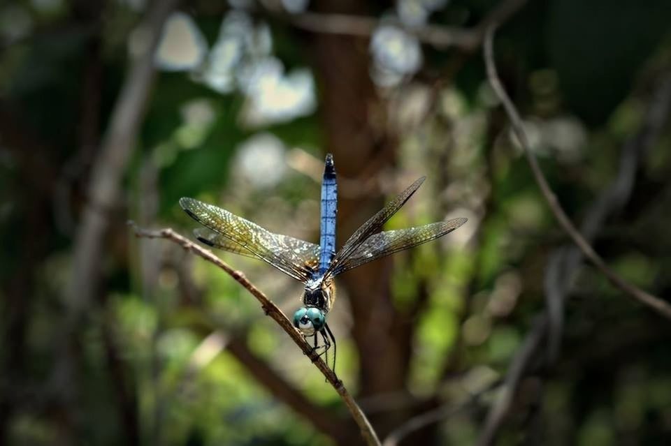 Dragonfly