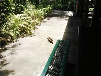 High angle view of dog on sidewalk