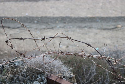 Close-up of plants