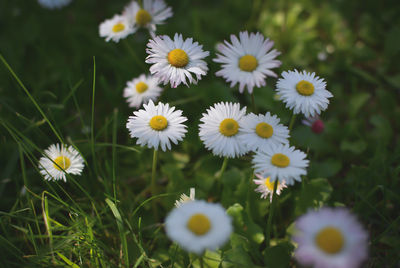 Close-up of white daisy flowers on field