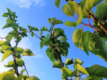 Low angle view of flowering plant against blue sky