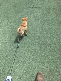 Low section of man with dog standing on floor