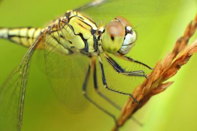 Close-up of insect on leaf