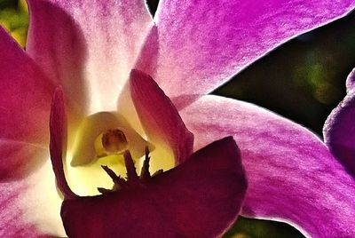 Close-up of pink flower