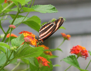 Close-up of butterfly on plant