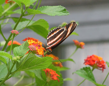 Close-up of butterfly on lantana camara