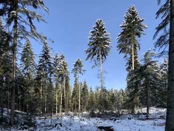 Low angle view of pine trees against sky during winter