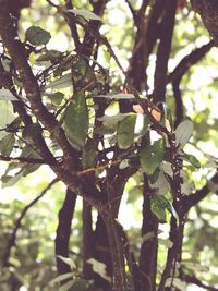 Low angle view of lizard on tree