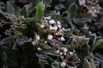 Close-up of flowers