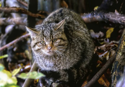 Close-up portrait of a cat