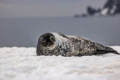 Weddell seal resting on beach at half moon island, south shetlands, antarctica.