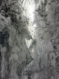 Low angle view of trees against sky during winter