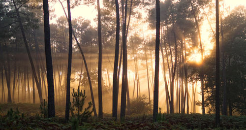 Sunlight streaming through trees in forest