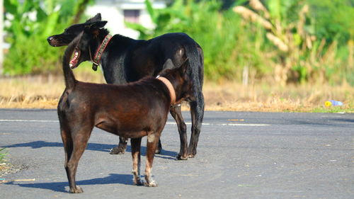 Two dogs on road