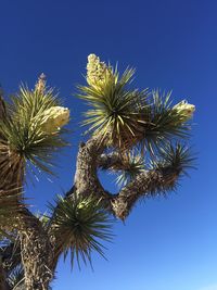 Low angle view of tree against blue sky