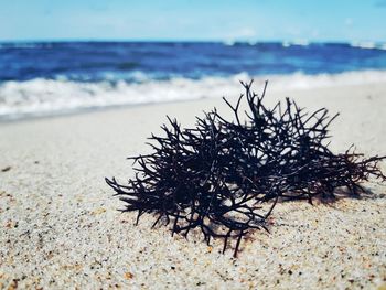 Close-up of driftwood on beach