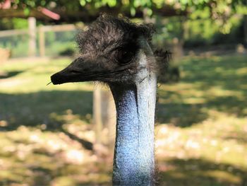 Close-up of a bird looking away