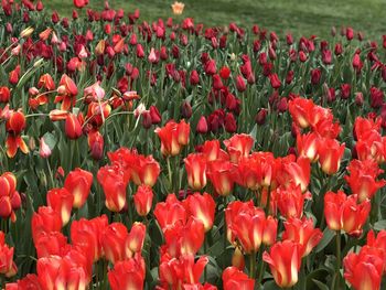 Close-up of red tulips in field