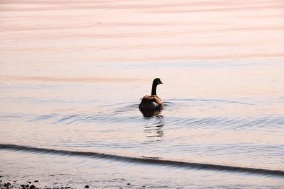 Duck swimming on lake during sunset