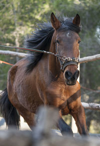 Close-up of an animal