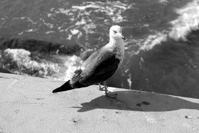 Close-up of bird perching on branch