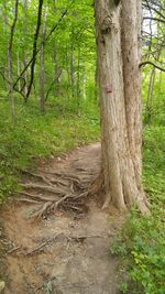 Trees in forest