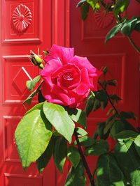 Close-up of pink rose flower