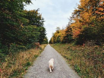 View of dog on road amidst trees during autumn