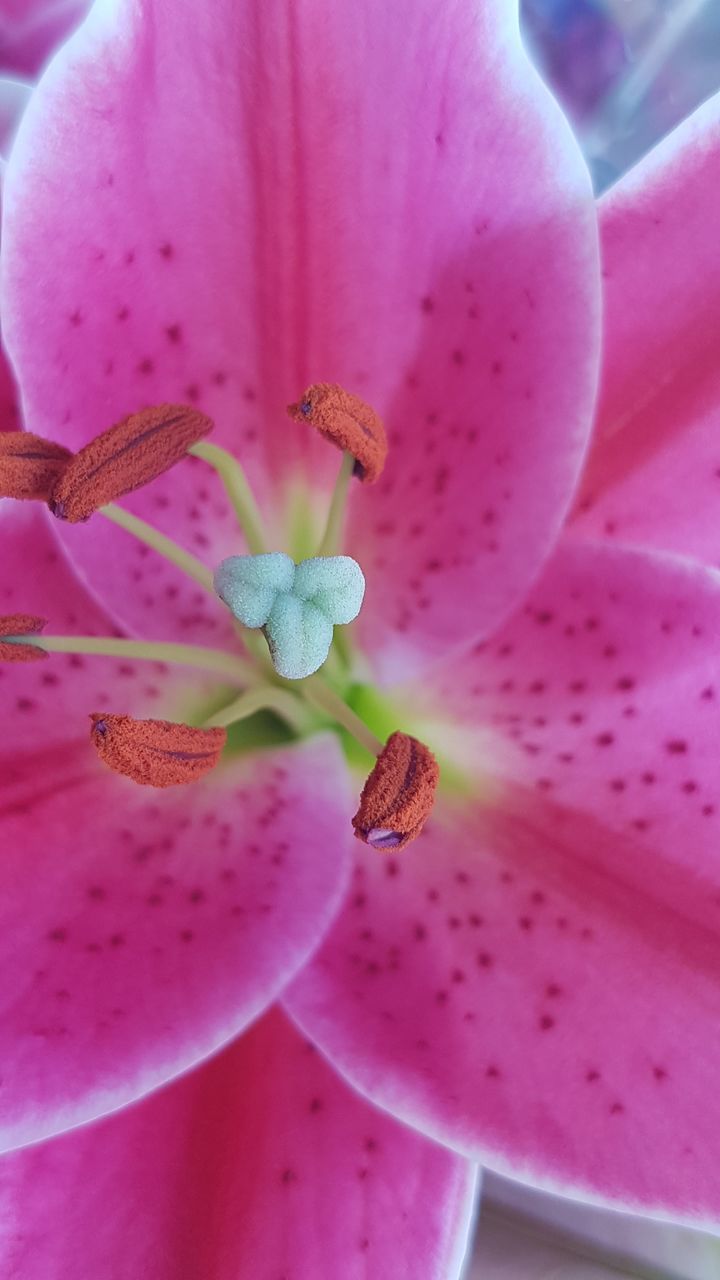 CLOSE-UP OF PINK ROSE FLOWER